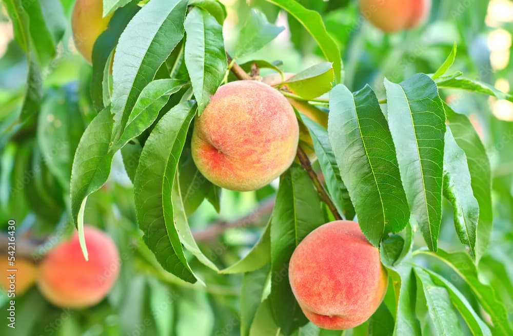 Peach