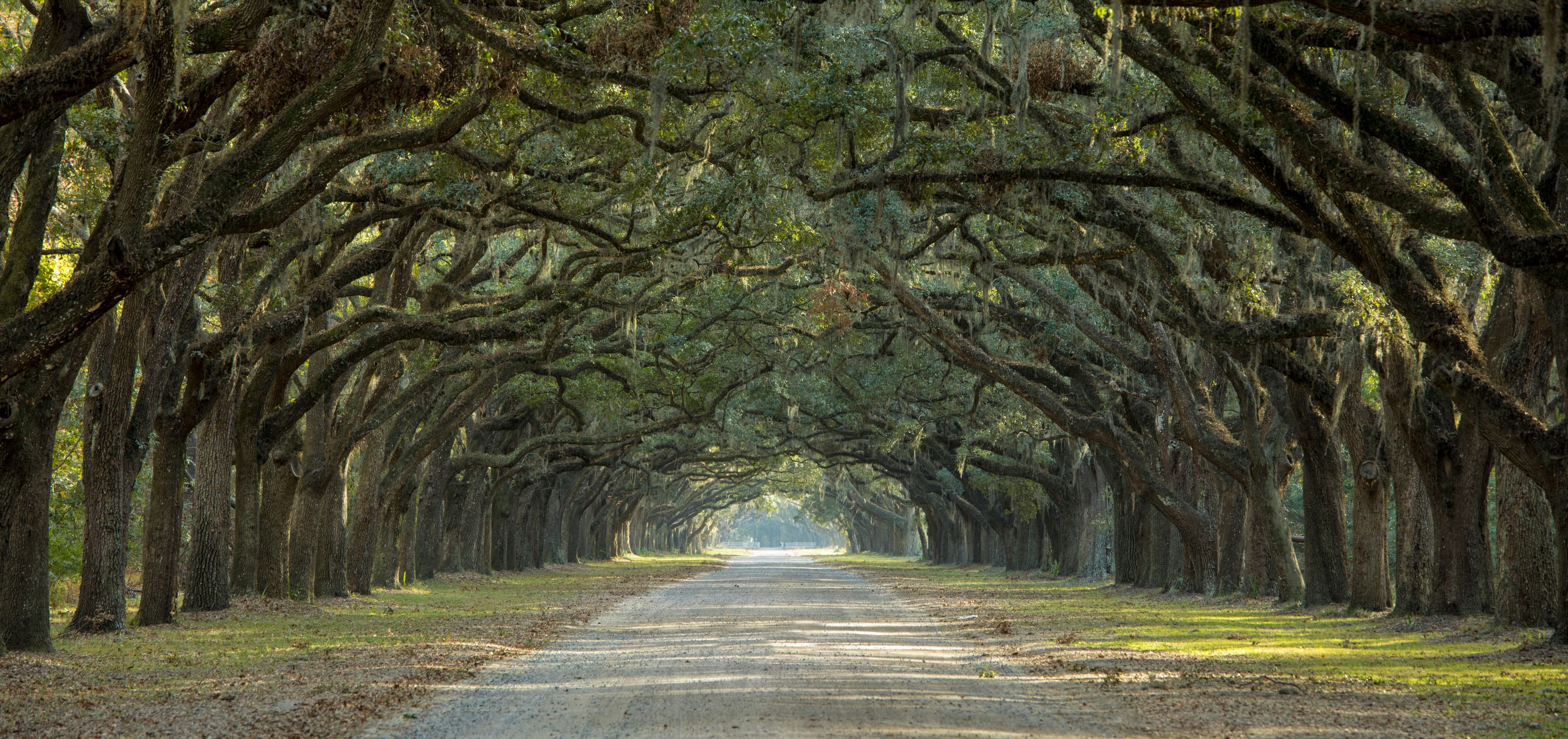 Trees